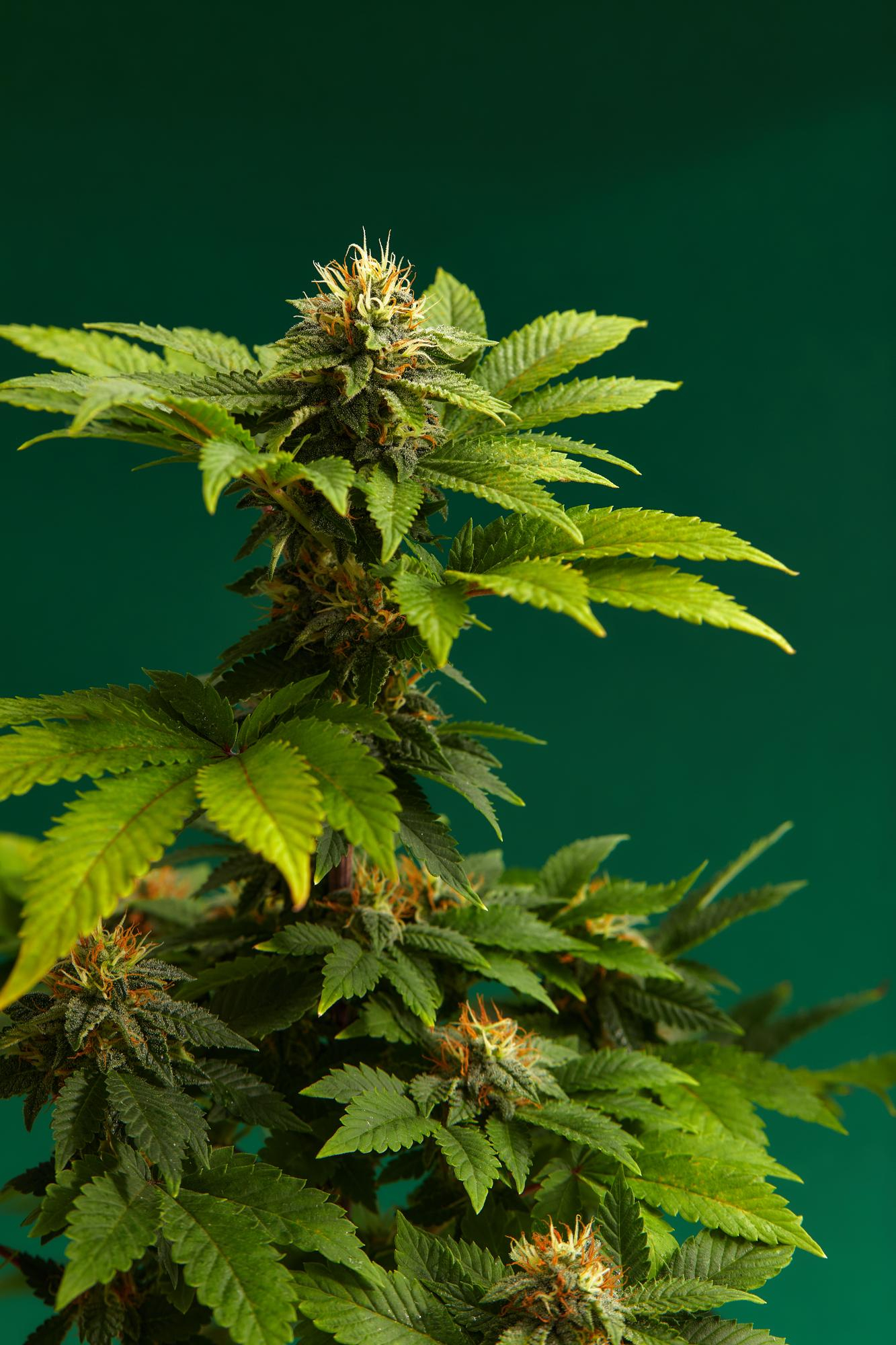 CBD Fulfillment Companies