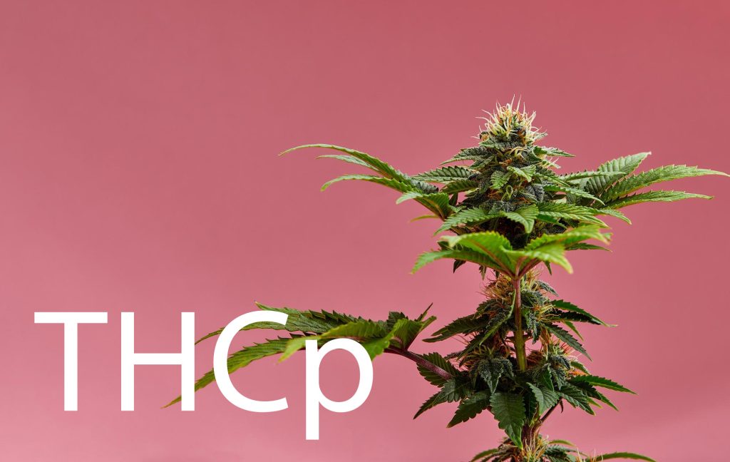 Wholesale THCp